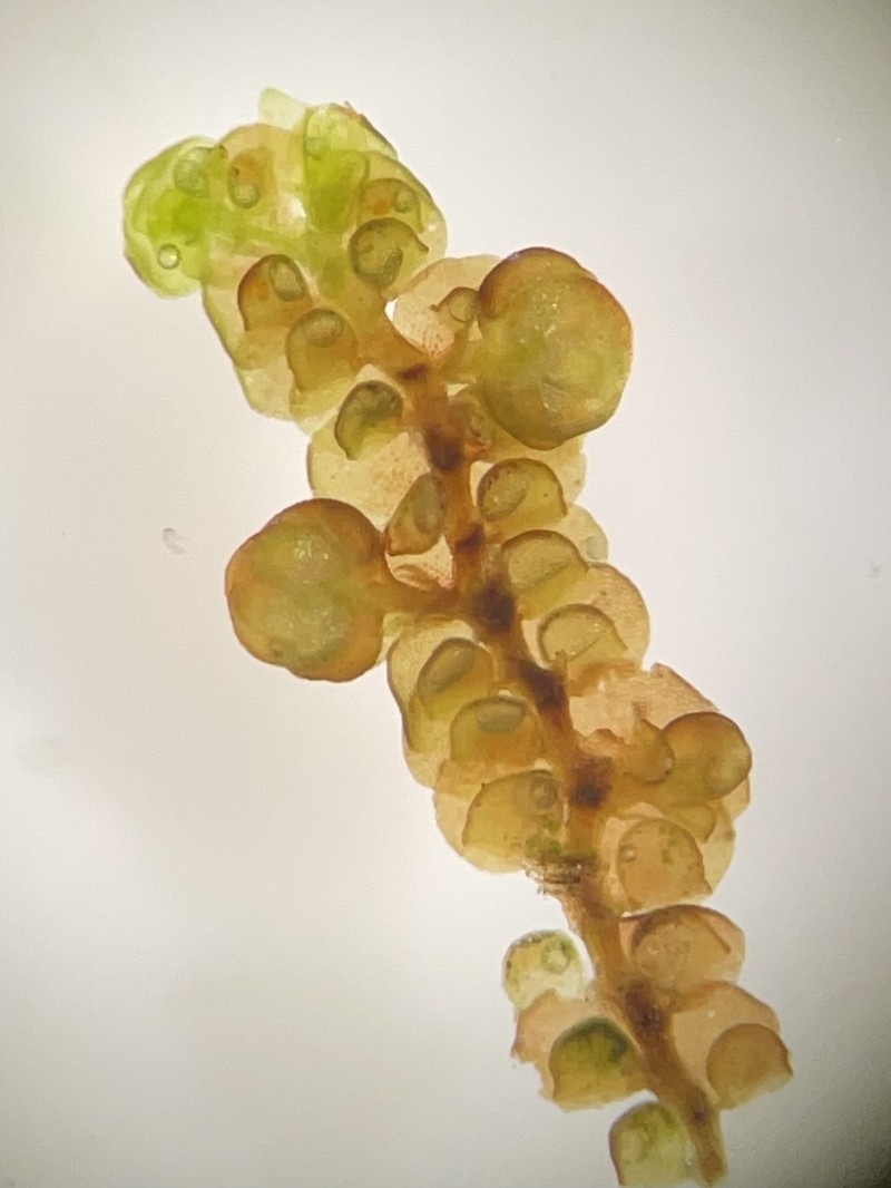 Frullania oakesiana photo 6