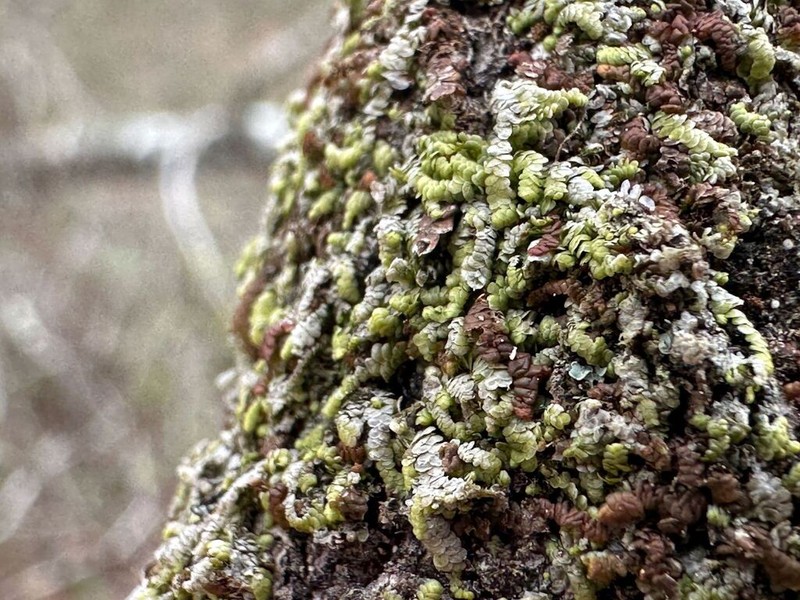 Frullania obcordata