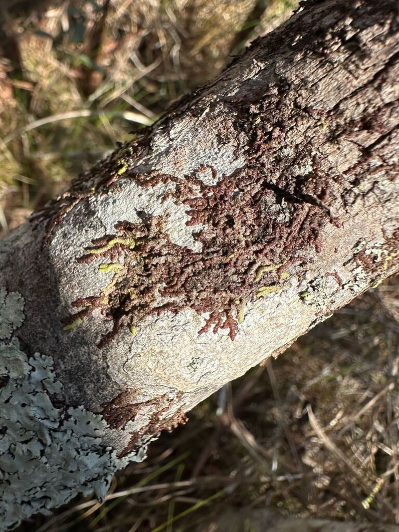 Frullania obcordata photo 2