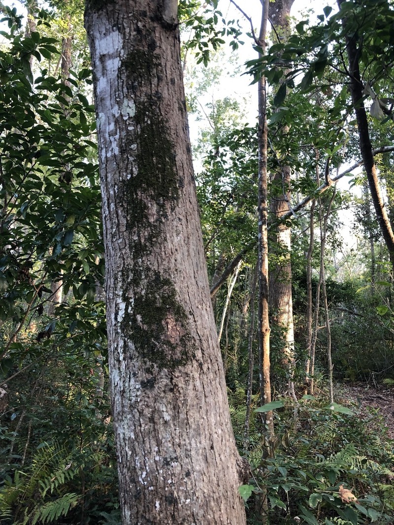 Frullania obcordata photo 3