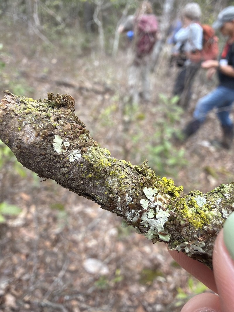 Frullania obcordata photo 4