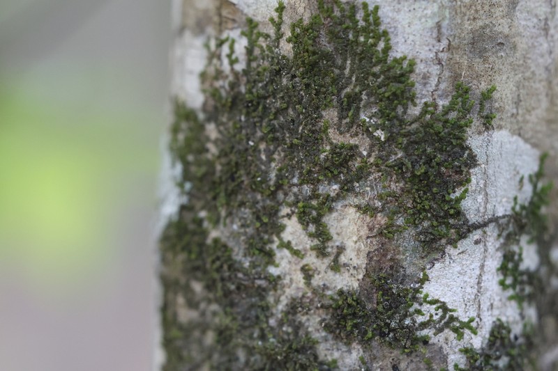 Frullania obcordata photo 5