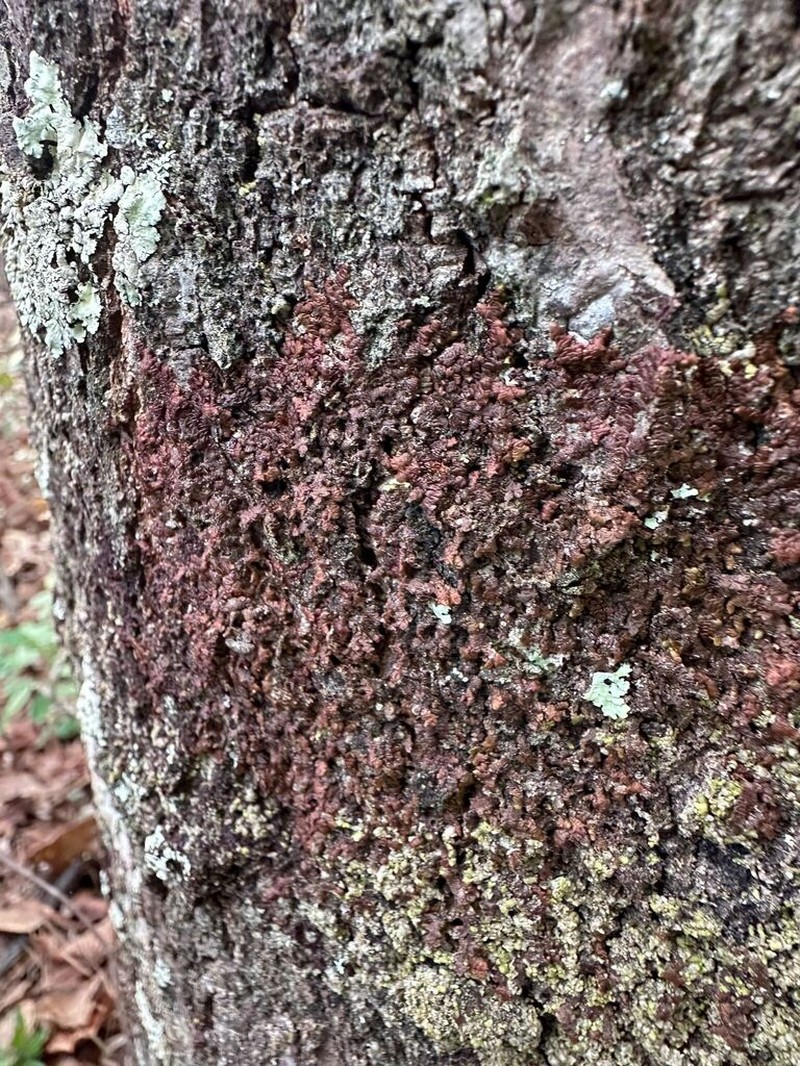 Frullania obcordata photo 6