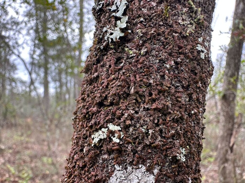 Frullania obcordata photo 7
