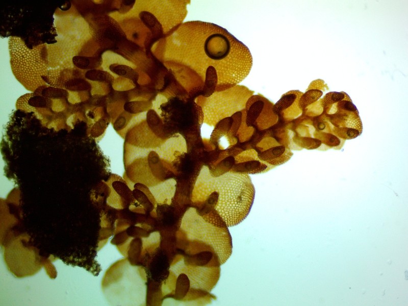 Frullania obcordata photo 8