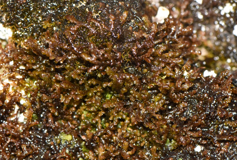 Frullania plana photo 2