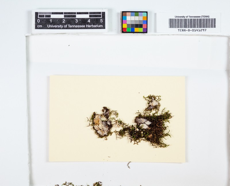 Frullania plana photo 4