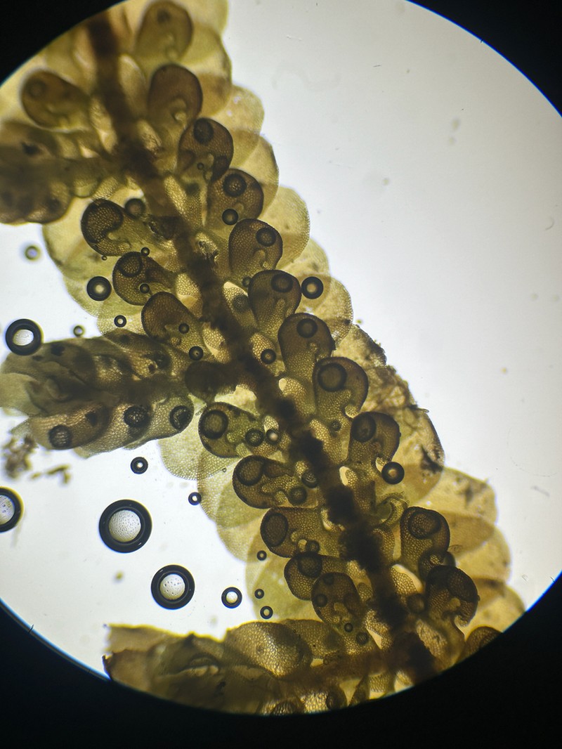 Frullania riojaneirensis