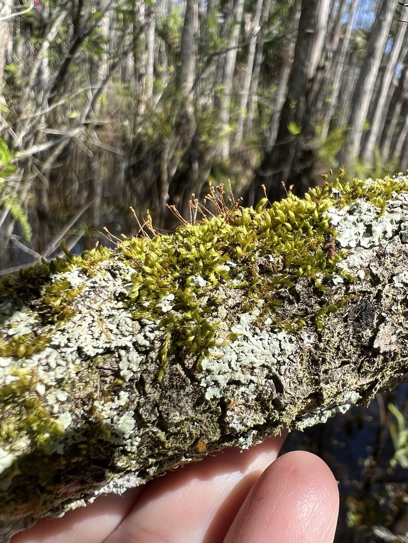 Frullania riojaneirensis photo 2