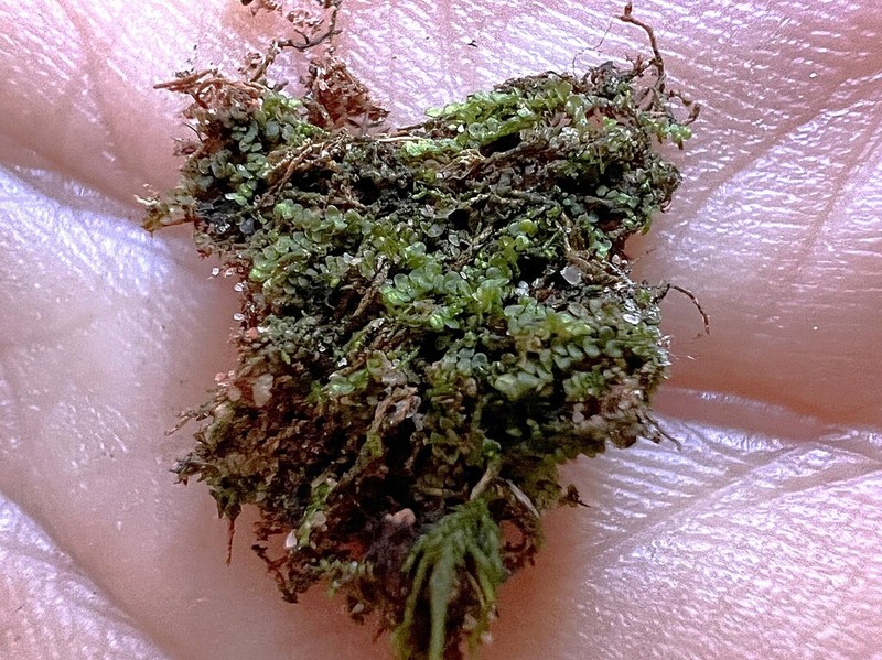 Frullania riparia