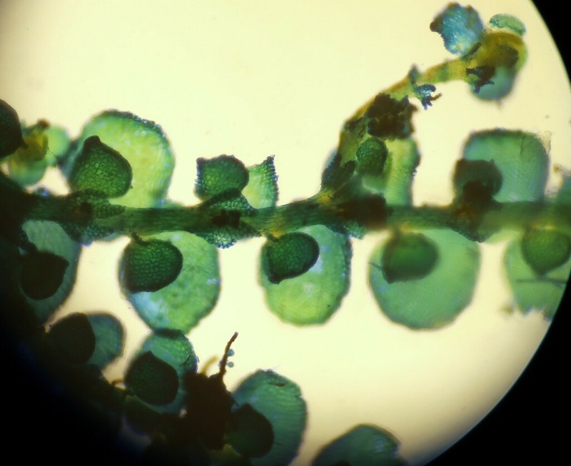 Frullania riparia photo 2