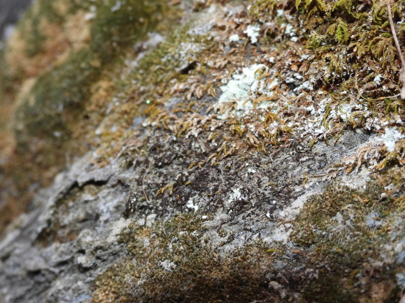 Frullania riparia photo 4