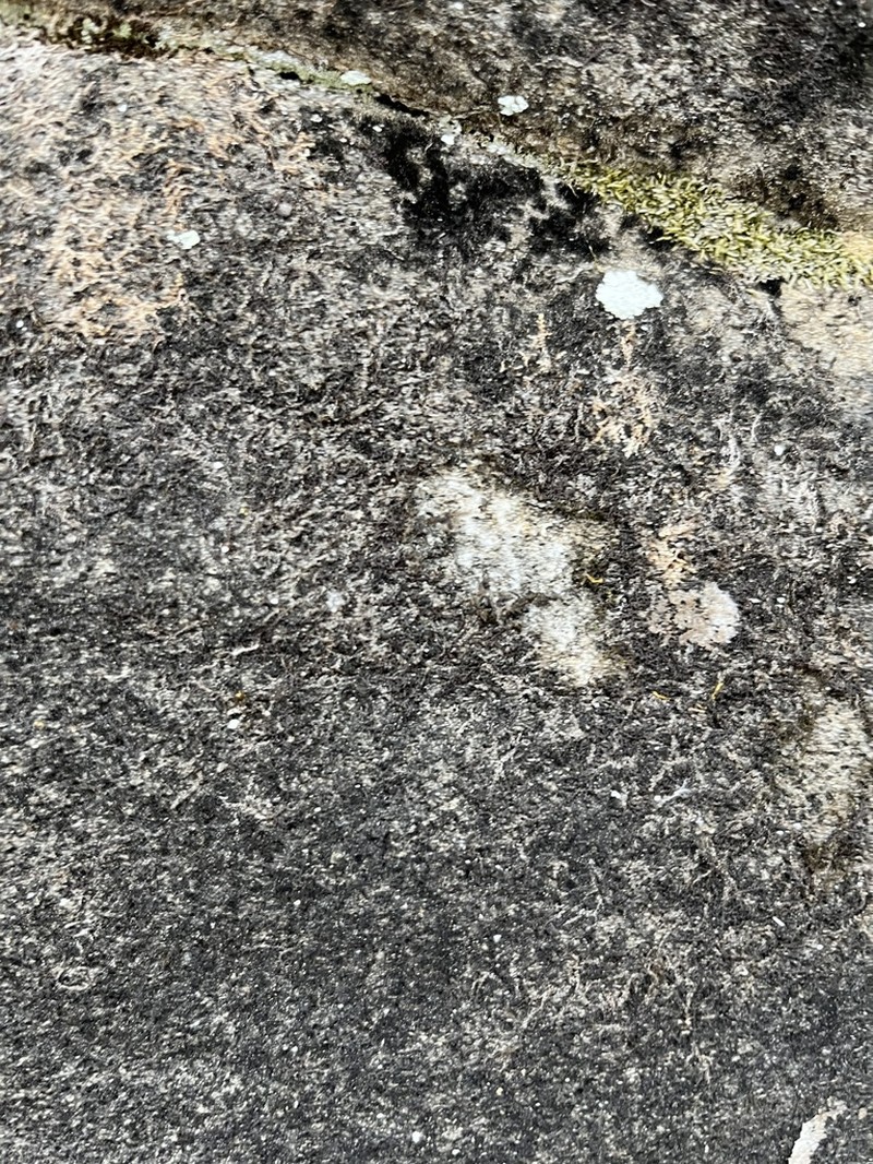 Frullania riparia photo 5