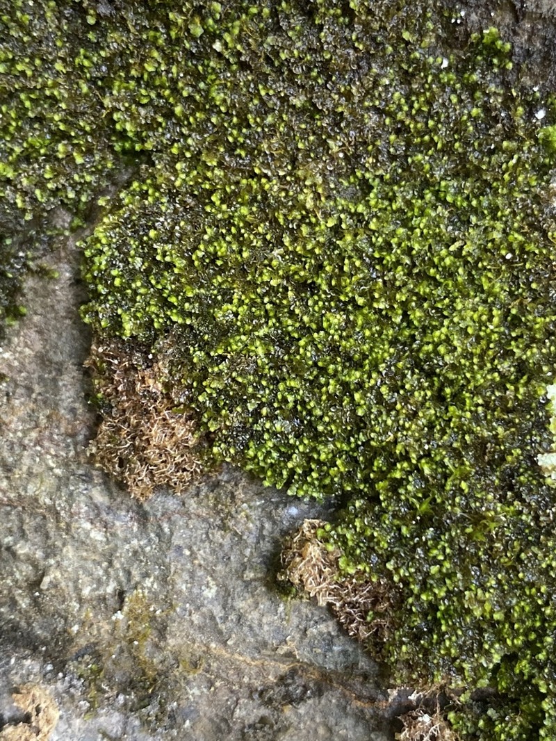 Frullania riparia photo 6