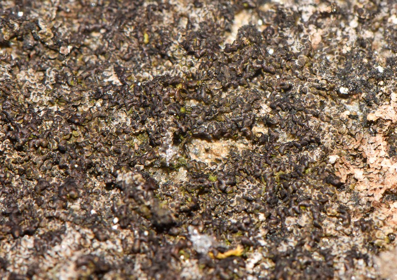 Frullania riparia photo 7