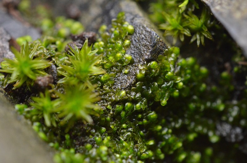 Frullania riparia photo 8