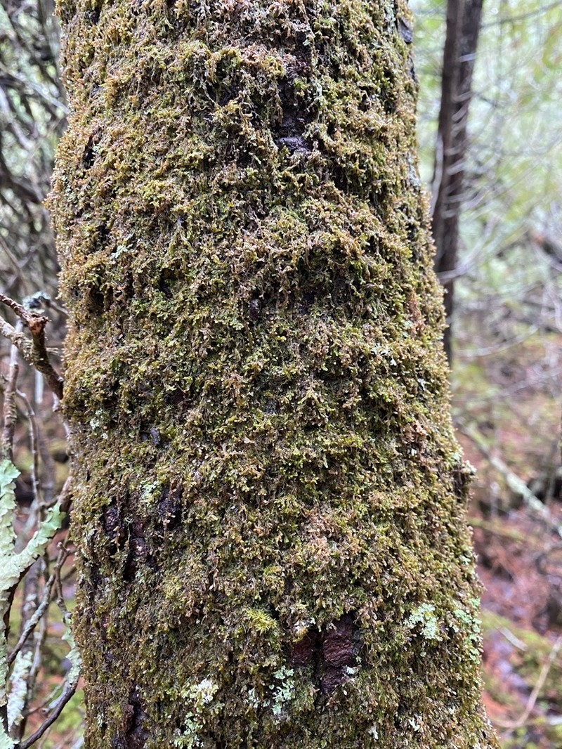 Frullania selwyniana photo 2