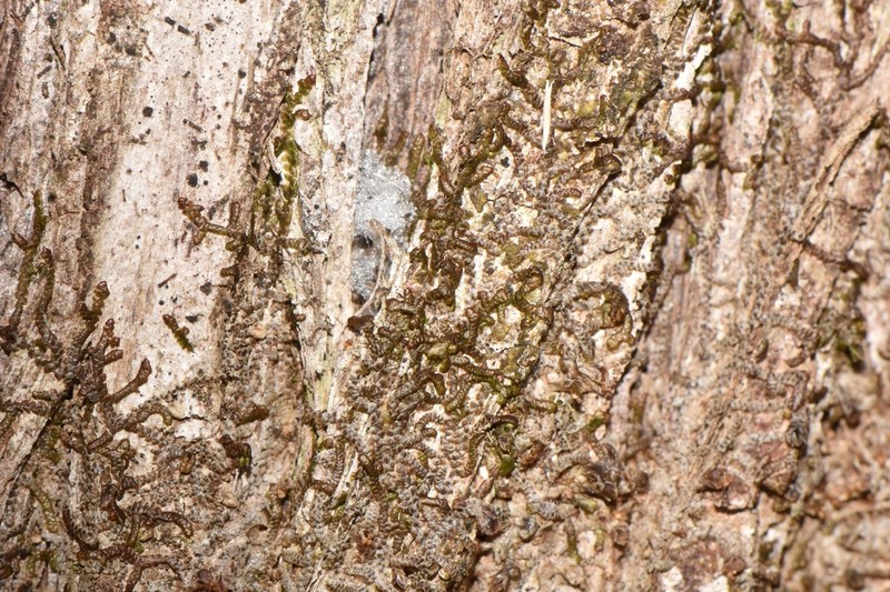 Frullania selwyniana photo 3