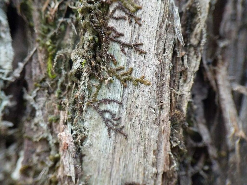 Frullania selwyniana photo 4
