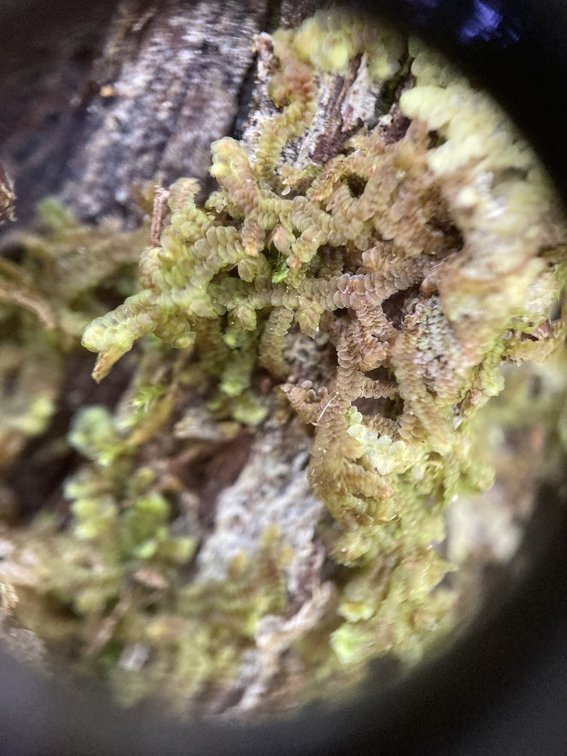 Frullania selwyniana photo 7