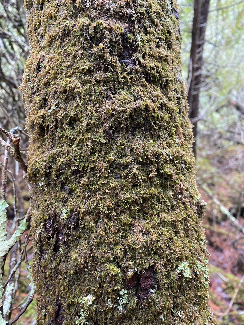 Frullania selwyniana photo 8