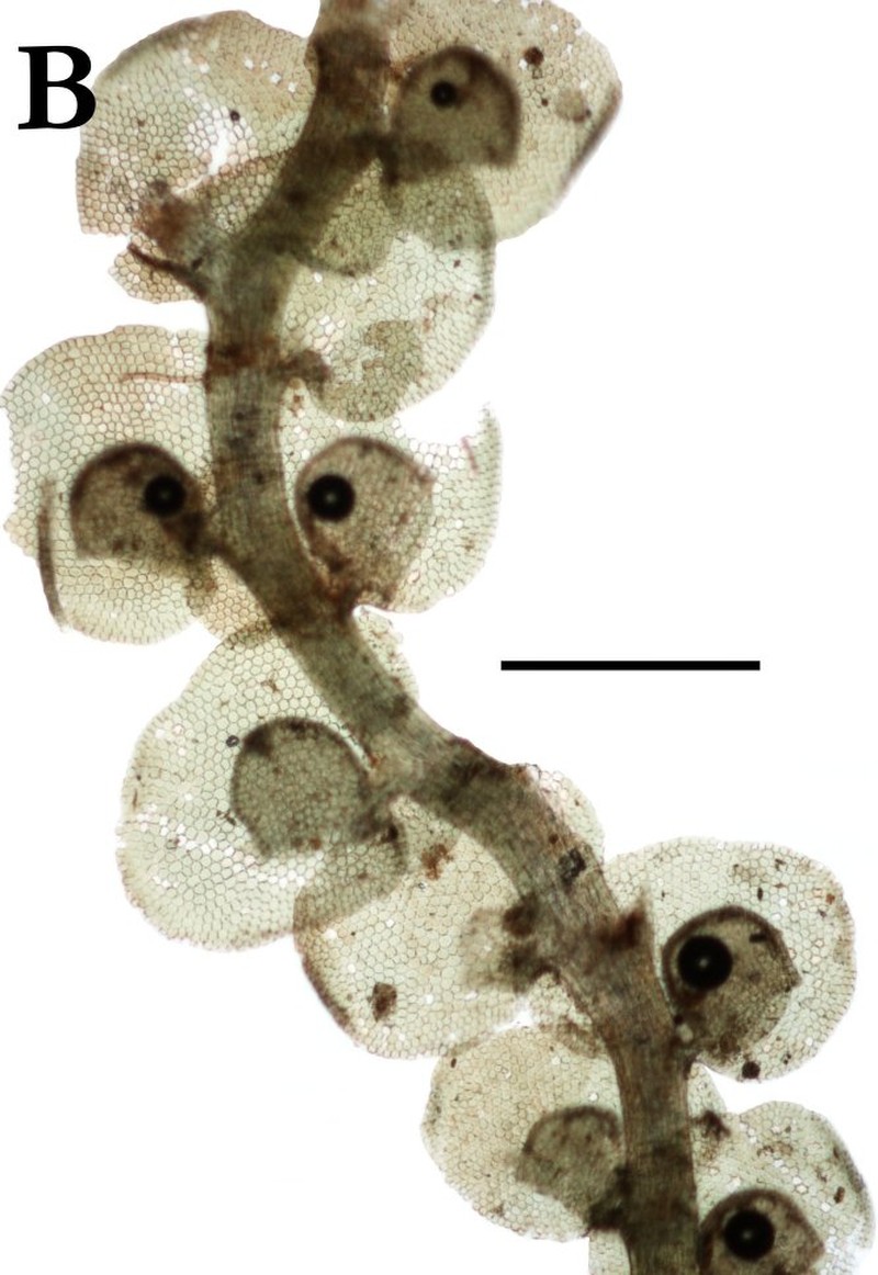 Frullania stylifera