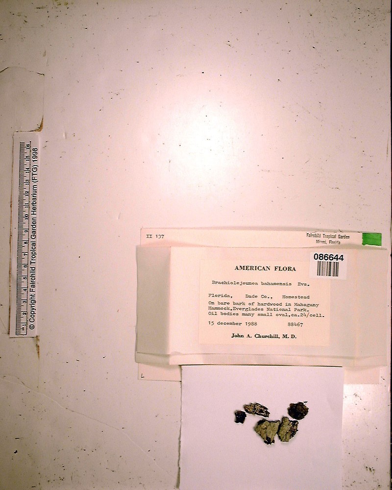 Frullanoides bahamensis