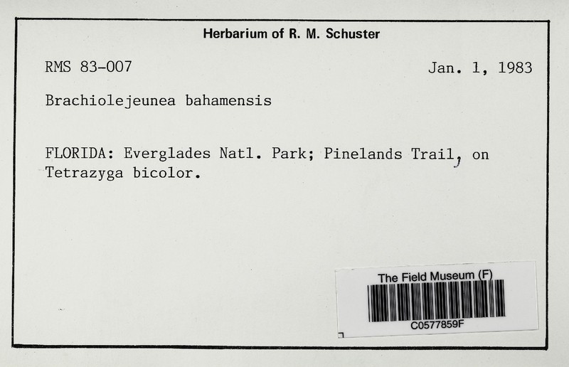 Frullanoides bahamensis photo 2