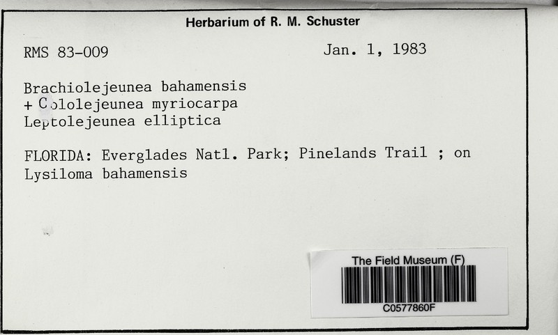 Frullanoides bahamensis photo 3