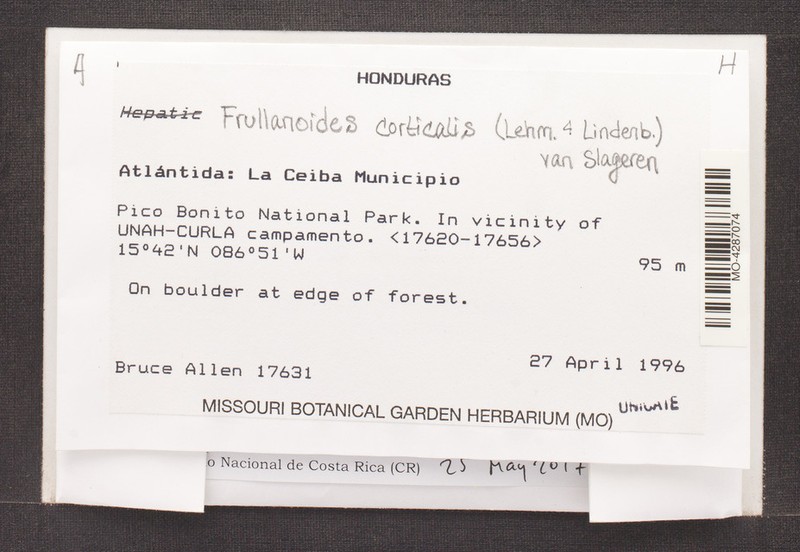 Frullanoides corticalis photo 2