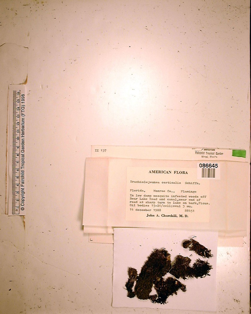 Frullanoides corticalis photo 3