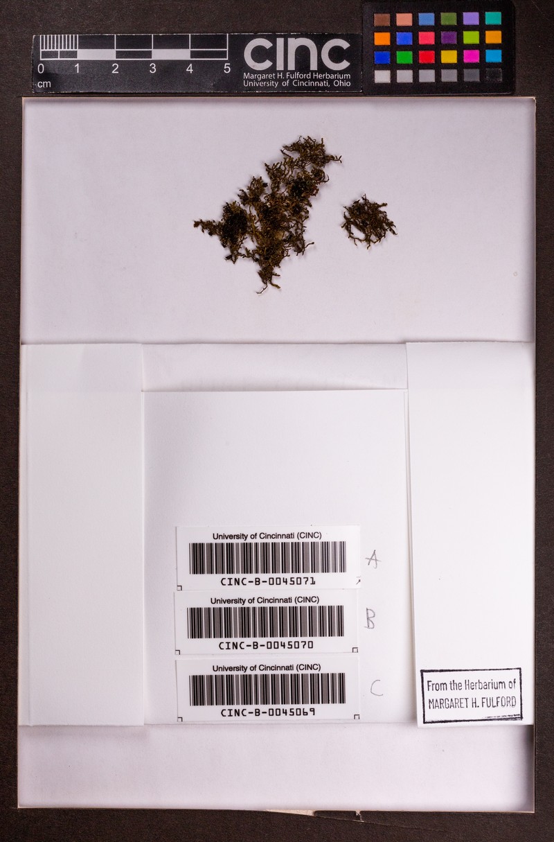 Frullanoides corticalis photo 5