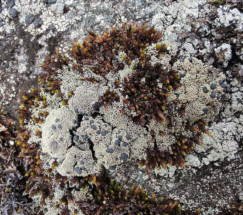 Frutidella caesioatra
