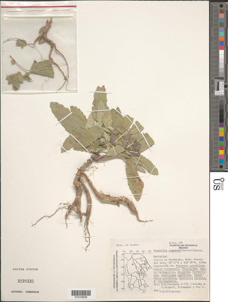 Small Fryxellwort