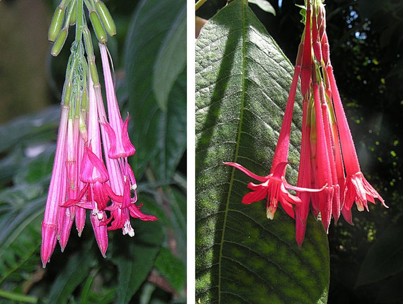 Bolivian Fuchsia photo 2
