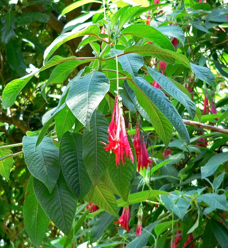 Bolivian Fuchsia photo 3