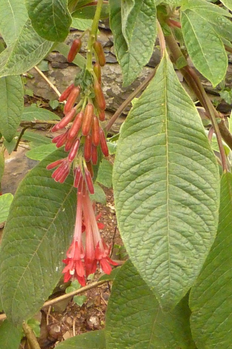 Bolivian Fuchsia photo 4