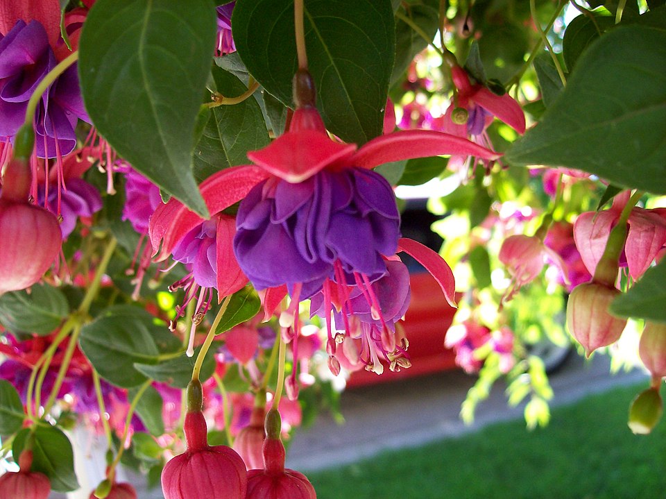 Bolivian Fuchsia photo 5