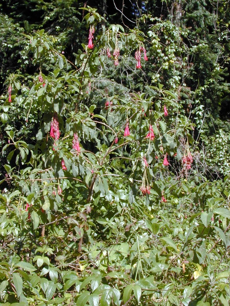Bolivian Fuchsia photo 6