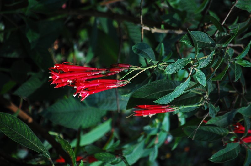 Bolivian Fuchsia photo 7