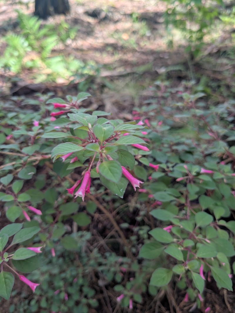 Fuchsia encliandra subsp. encliandra