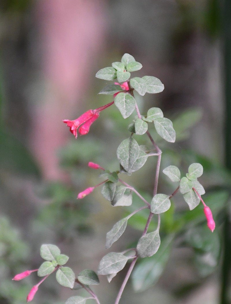 Fuchsia encliandra subsp. encliandra photo 2
