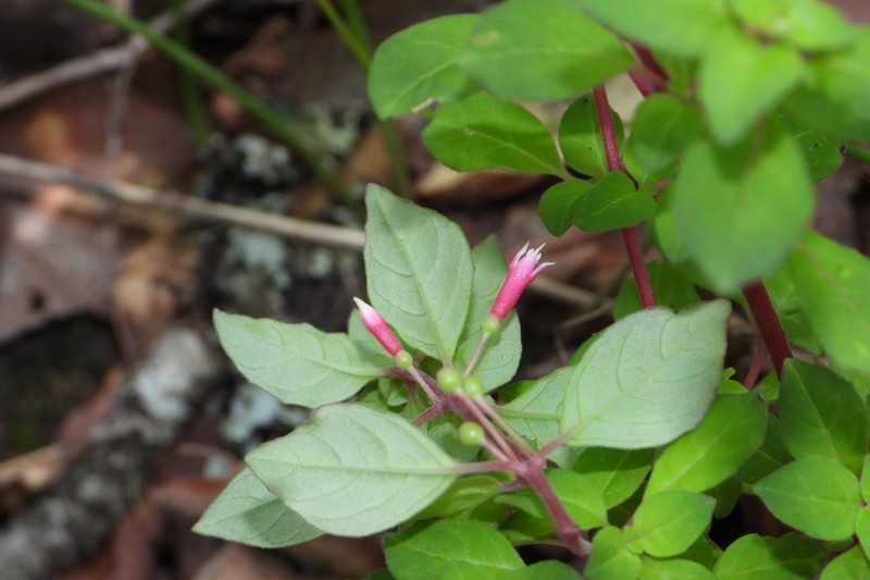 Fuchsia encliandra subsp. encliandra photo 3