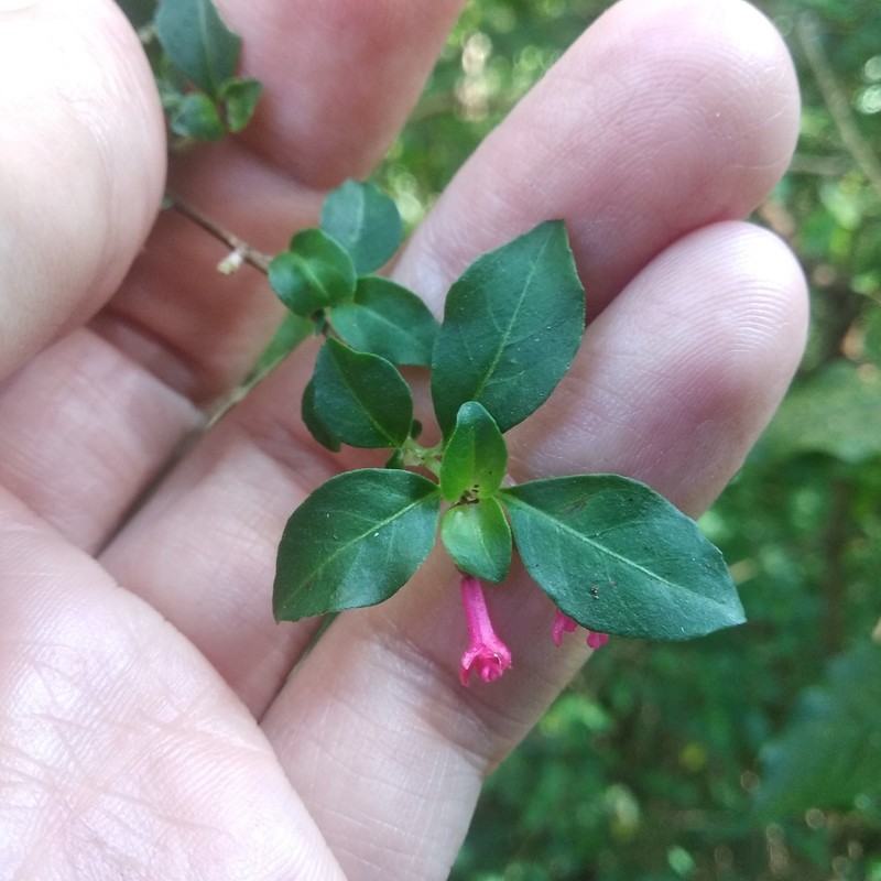 Fuchsia encliandra subsp. encliandra photo 4