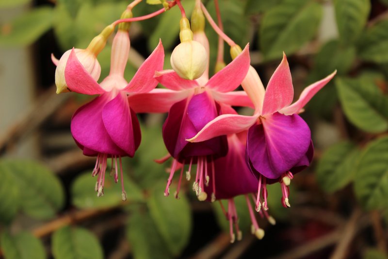 hybrid fuchsia photo 2