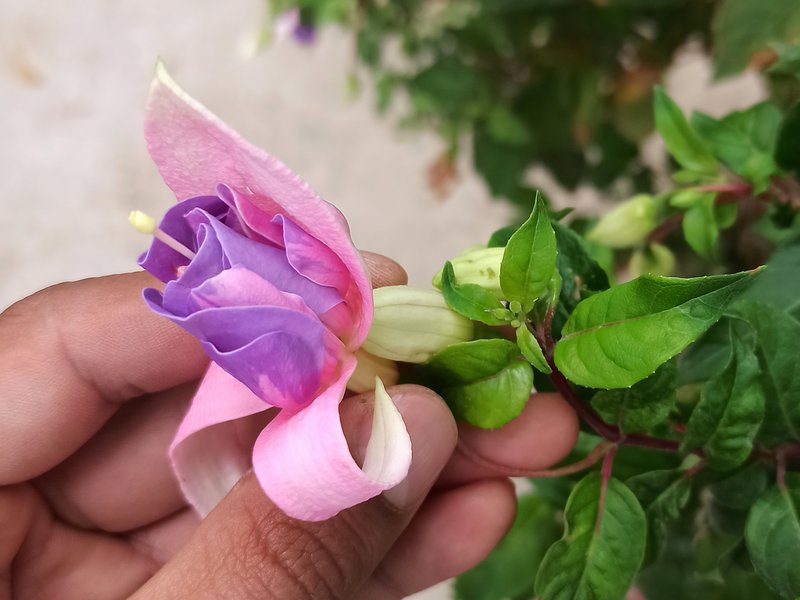 hybrid fuchsia photo 3