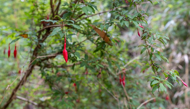 Hardy Fuchsia photo 2