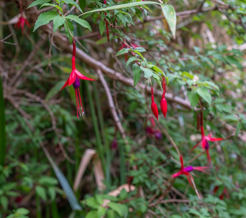 Hardy Fuchsia photo 3