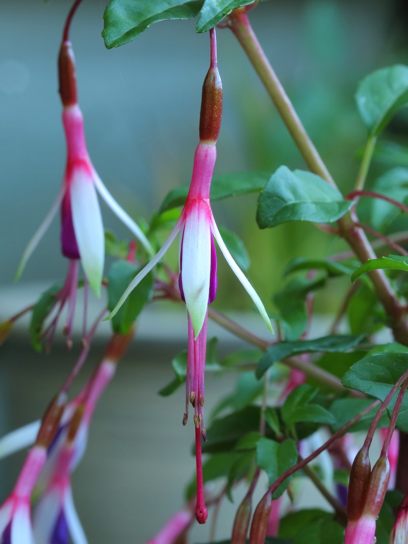 Hardy Fuchsia photo 4