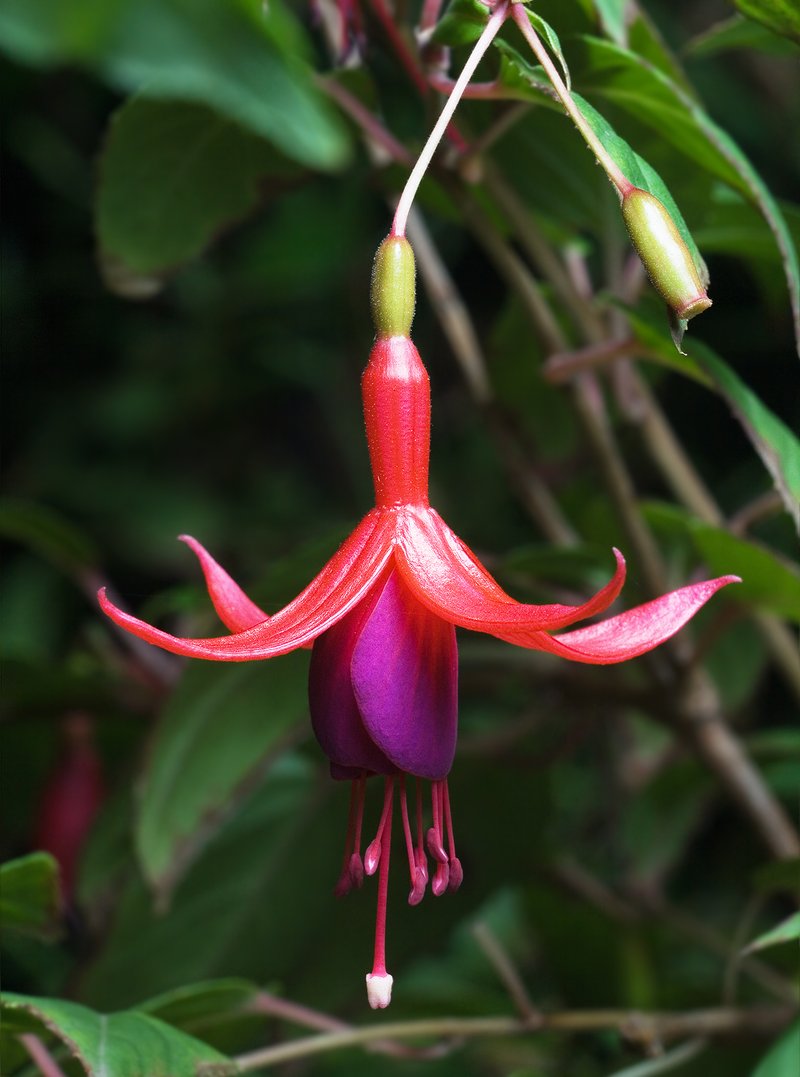 Hardy Fuchsia photo 5